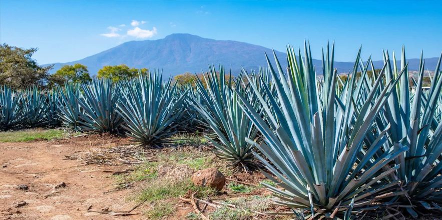 Una hilera de plantas de agave creciendo en un campo con una montaña al fondo.