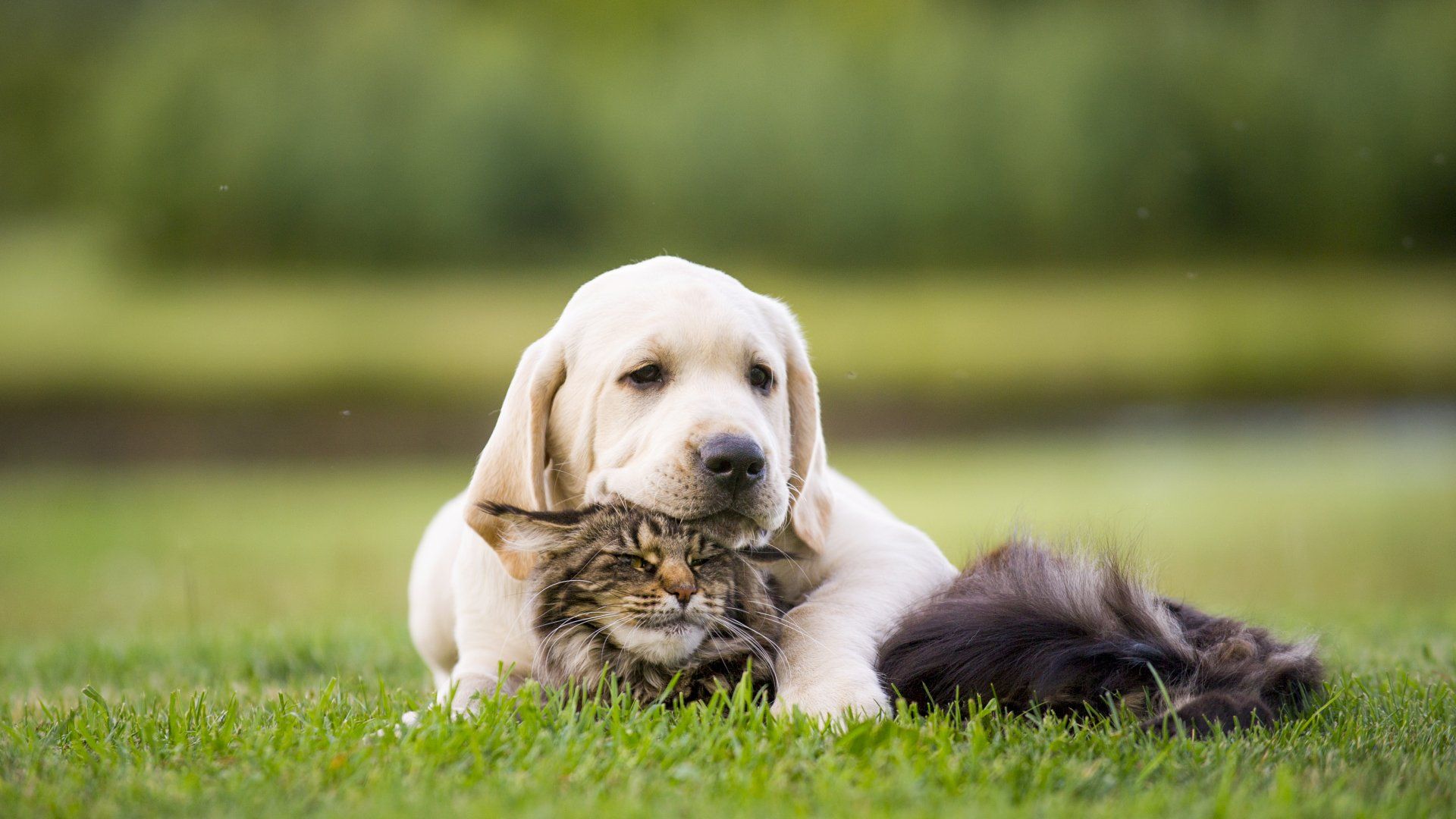 Pet Shots — Dog And Cat Lying On The Grass In Lewisville, TX