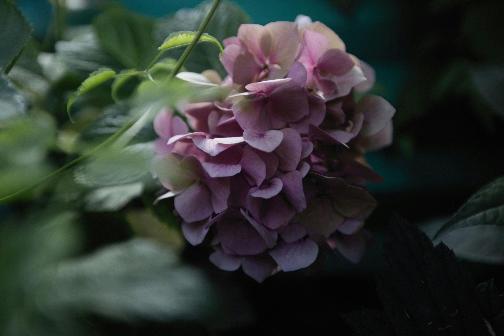 A close up of a purple flower with leaves in the background.