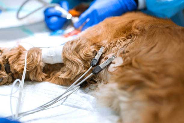 Electrocardiography Services — Houston, TX — Abbott Animal Clinic