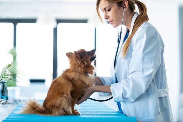 Internal Medicine Consults — Houston, TX — Abbott Animal Clinic