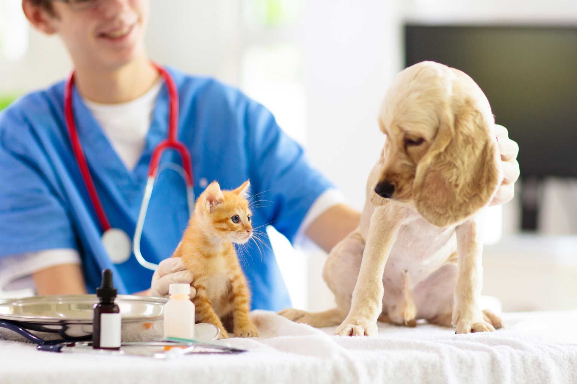 Diagnostic And Therapeutic Services — Houston, TX — Abbott Animal Clinic
