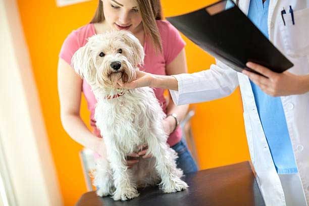 Radiology Services — Houston, TX — Abbott Animal Clinic