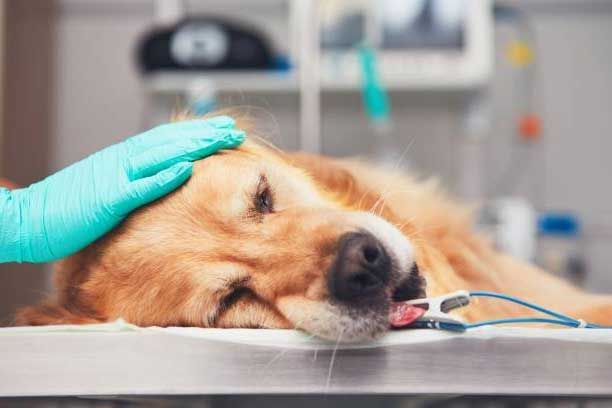 Surgical Services — Houston, TX — Abbott Animal Clinic