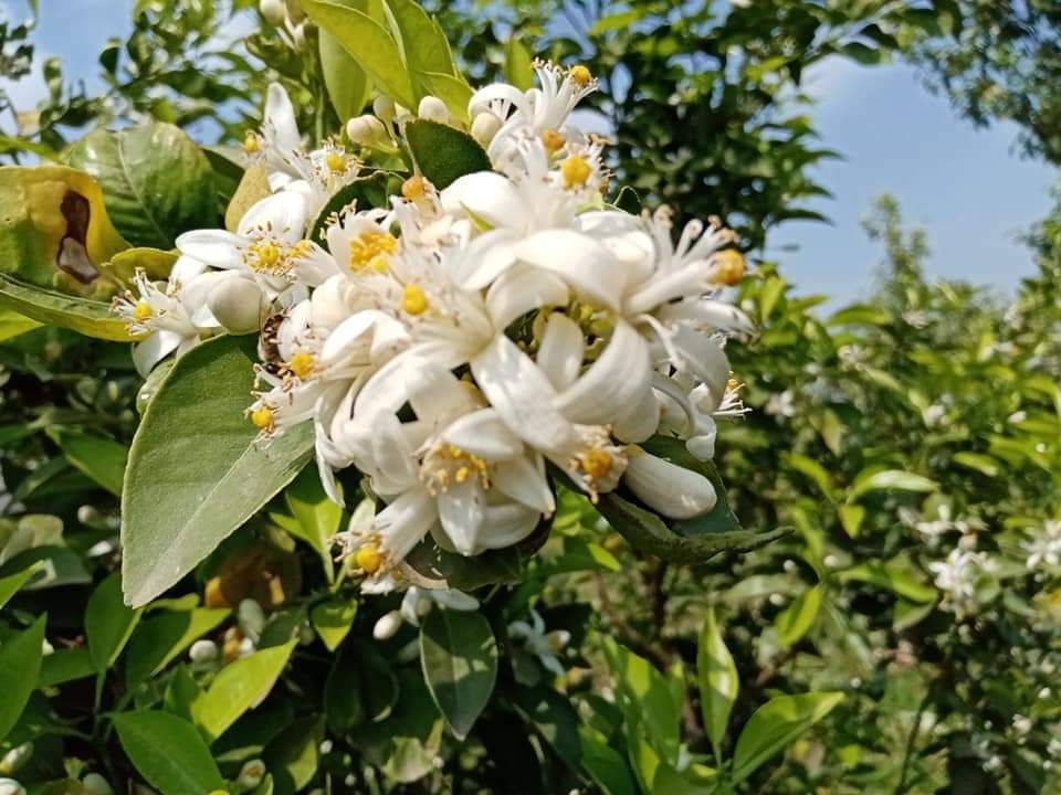 Bitter orange flower 