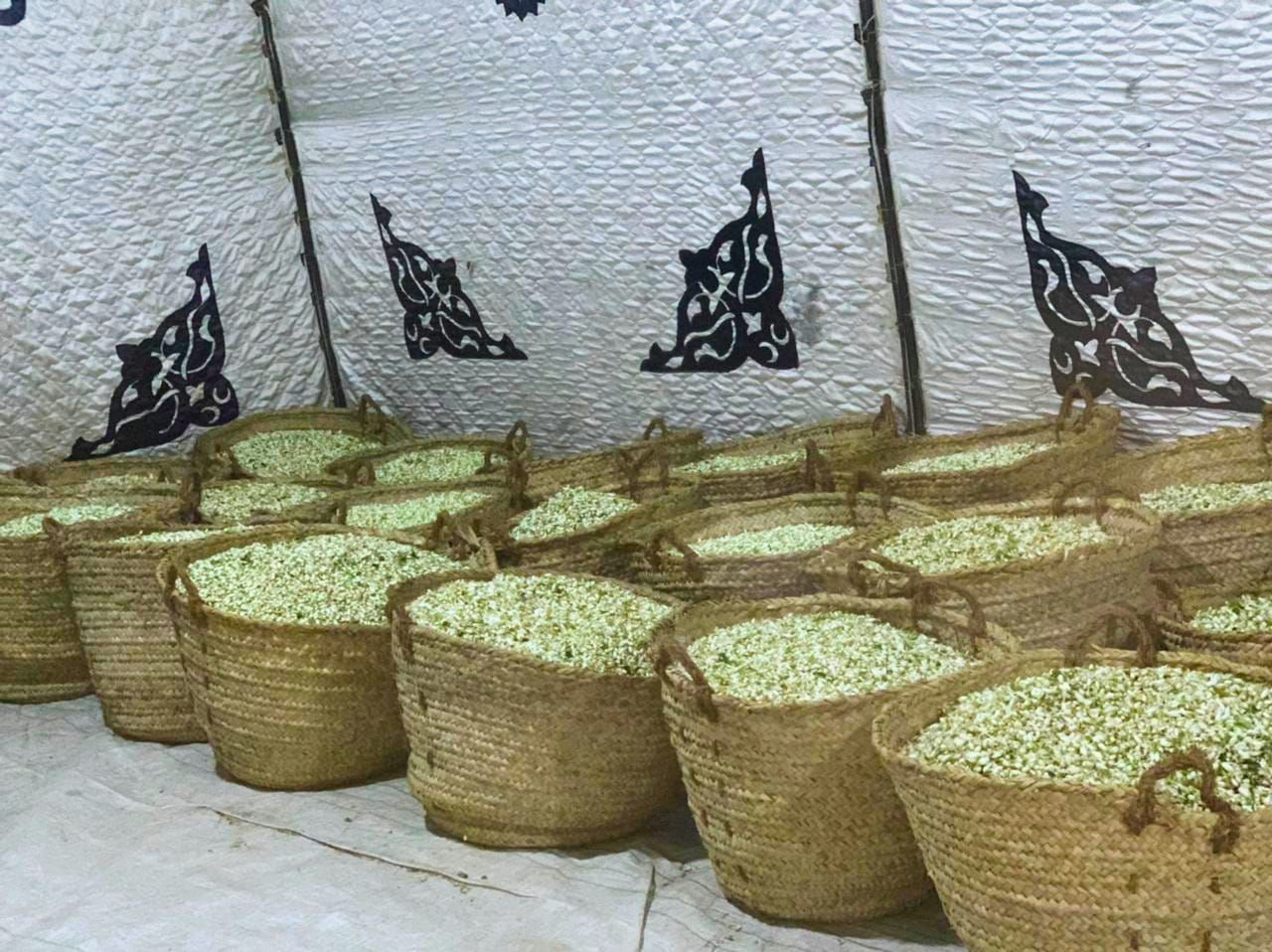 Collection of bitter orange flowers