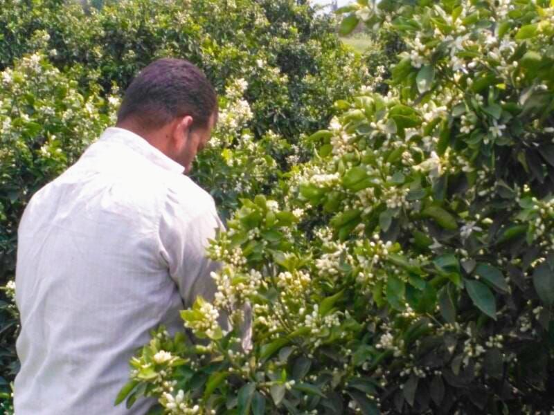 Hand picking of the bitter orange flower