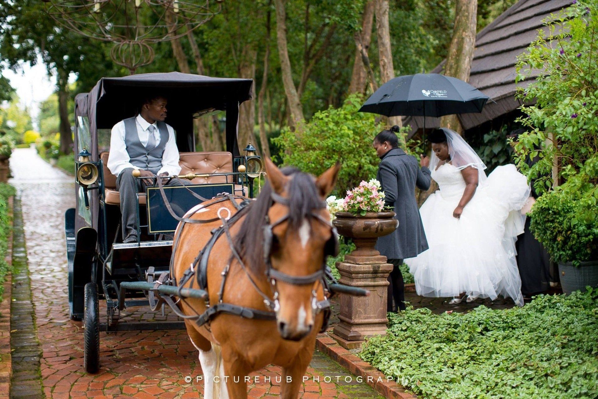 Bride Rides Horse Drawn Carriage to Wedding Ceremony in South Africa