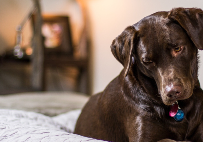 Chocolate Labrador rests on a bed, looking down with a focused expression.