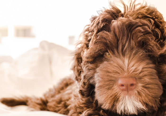 Brown curly-haired dog with pink nose and white chin fur, gazing forward.