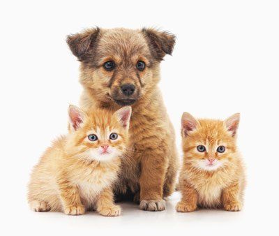 dog and two cats