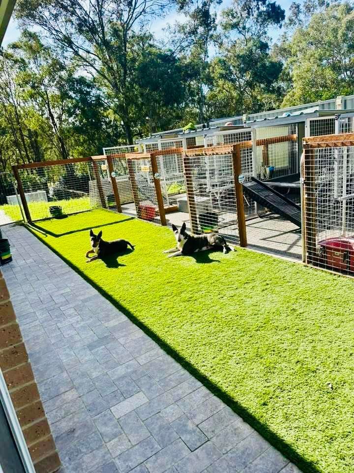 Two dogs resting on artificial grass in a dog kennel outdoor area with enclosures. — East Coast Paving in Seaham, NSW