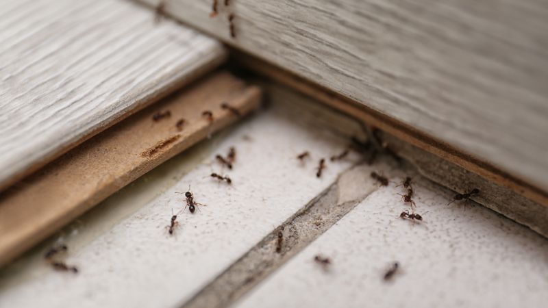 Carpenter Ants