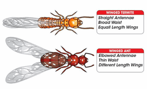 ANTS AND TERMITES