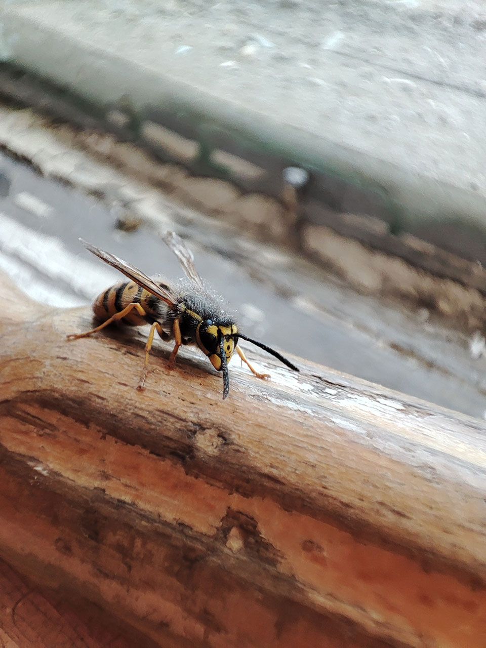 wasp on the ground