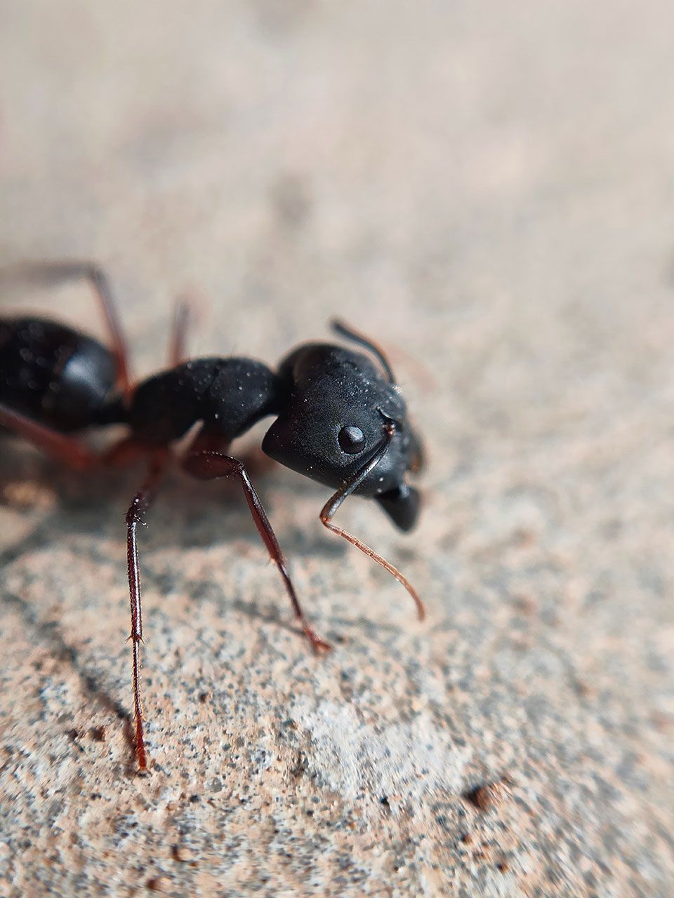 black ant on the ground