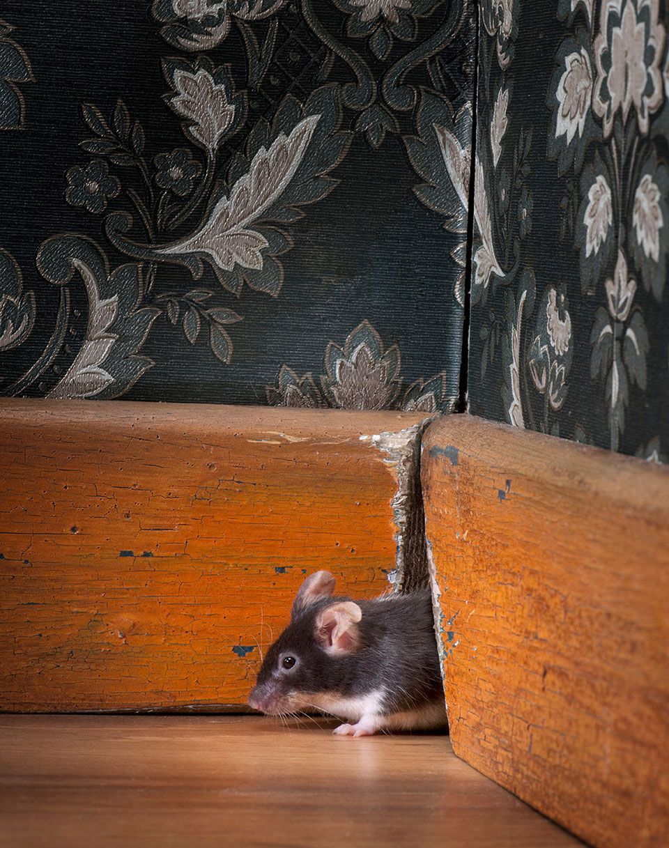 mouse coming out of her hole in a luxury old-fashioned room