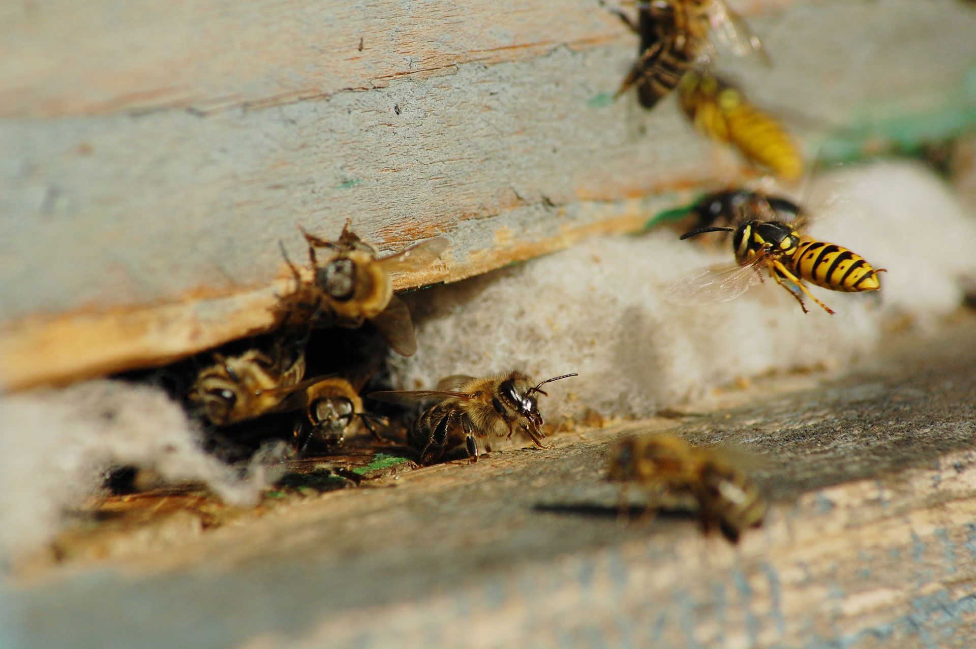 wasps attacking the bees