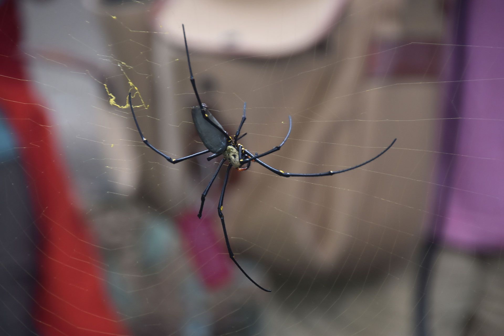 Close up of large black and yellow australian spiders in a web