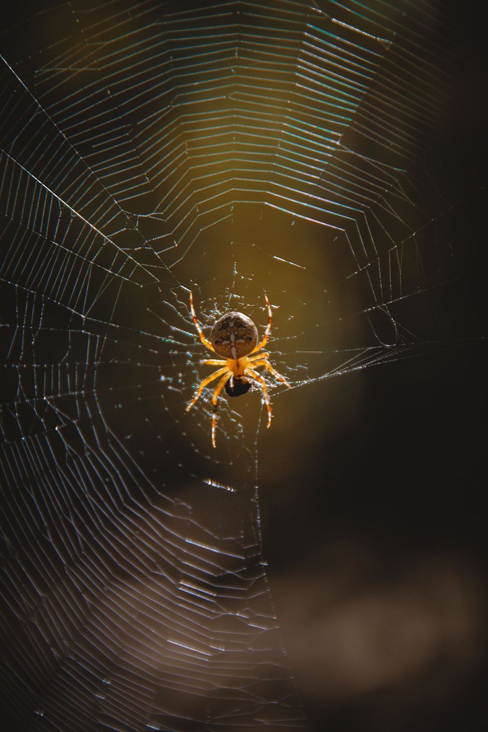 spider on web