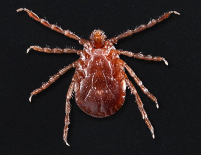 LONGHORNED TICKS IN CONNECTICUT