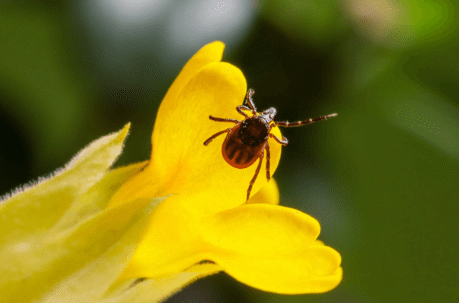 MILD WINTER COULD LEAD TO BUGGY SPRING