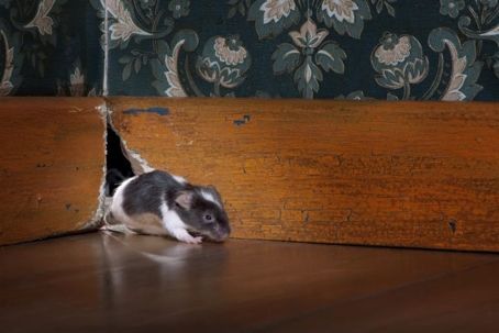 HOW TO KEEP MICE OUT OF YOUR HOME THIS WINTER