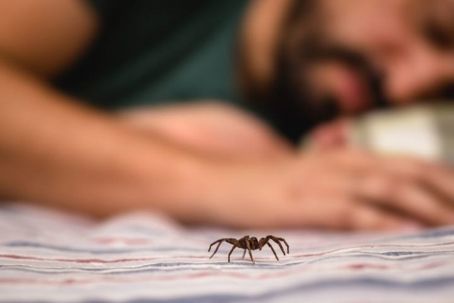 HOW TO PICK A PEST CONTROL COMPANY