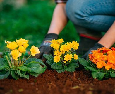 Bees, Wasps & Yellow Jackets