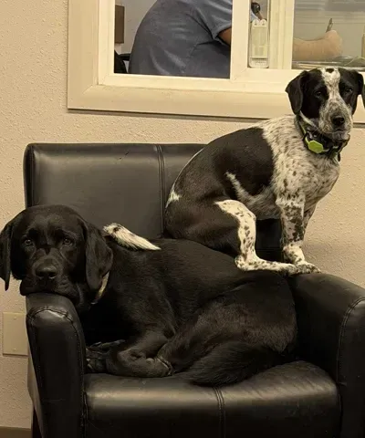 M and P, dogs on a chair Greeters | The Car Doctor