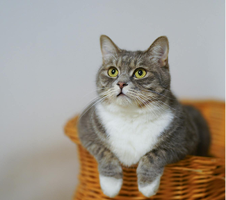 Gray and white tabby cat in wicker basket, looking upwards.