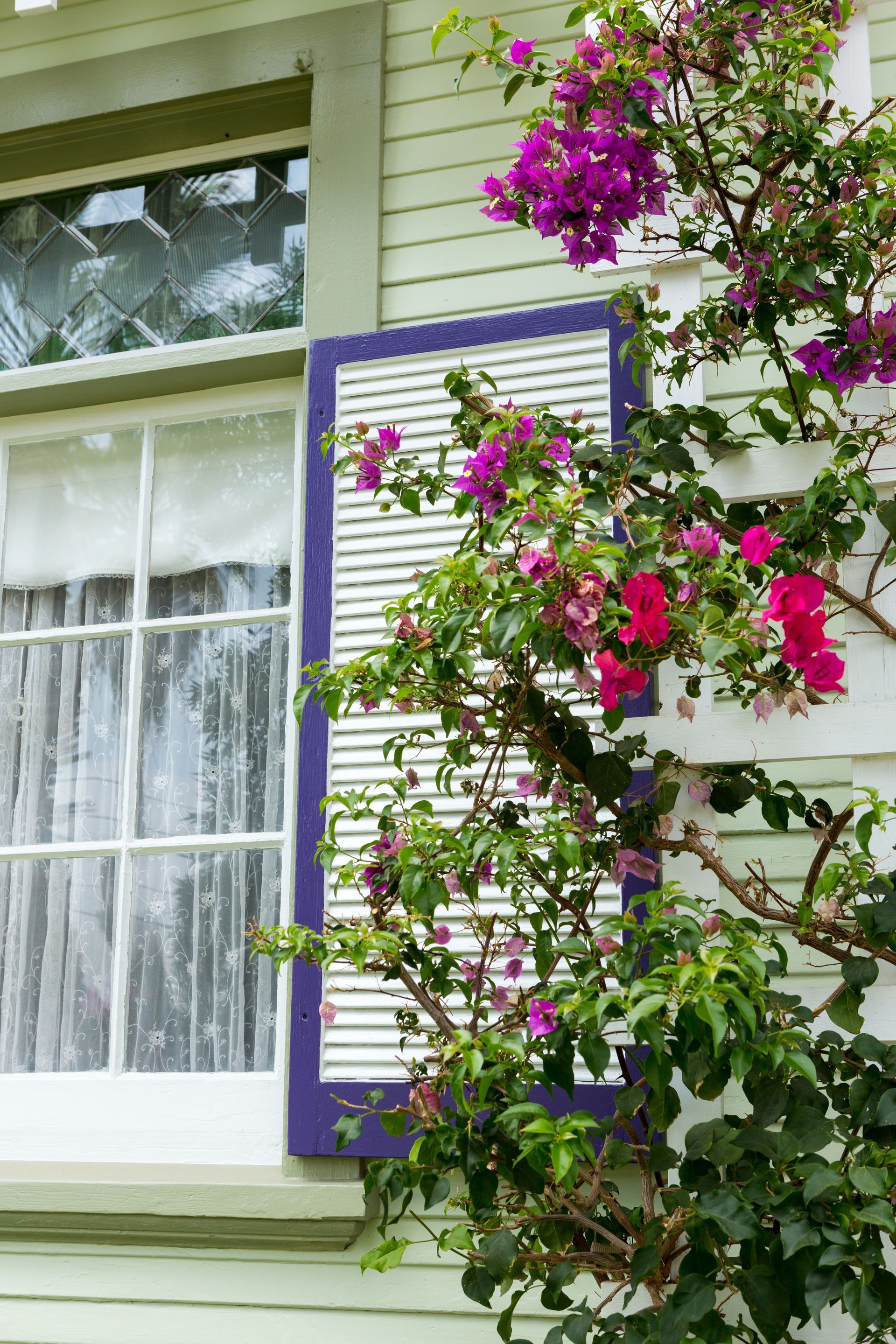 A window with purple shutters and pink flowers