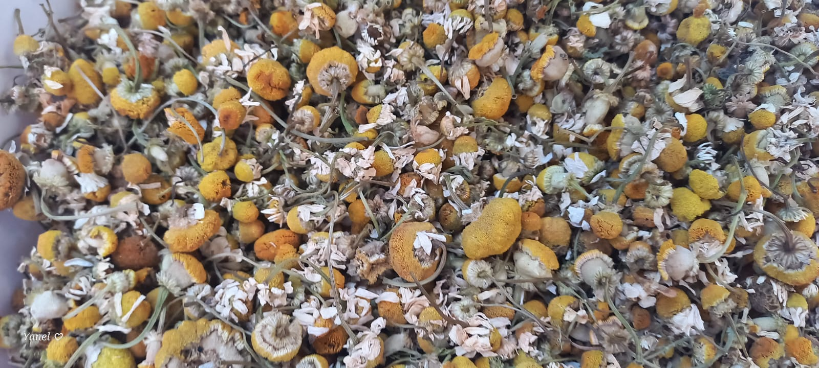Flores de manzanilla secas, doradas y blancas, llenando el marco.