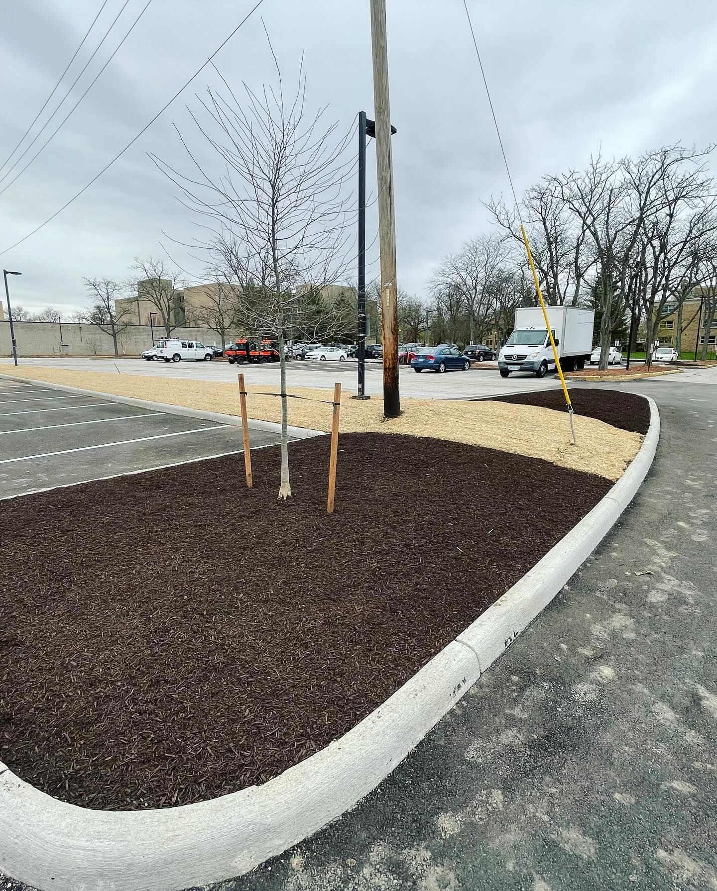 A parking lot with a tree in the middle of it.