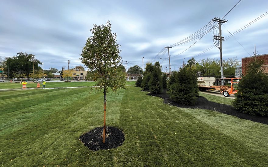 A small tree is sitting in the middle of a lush green field.