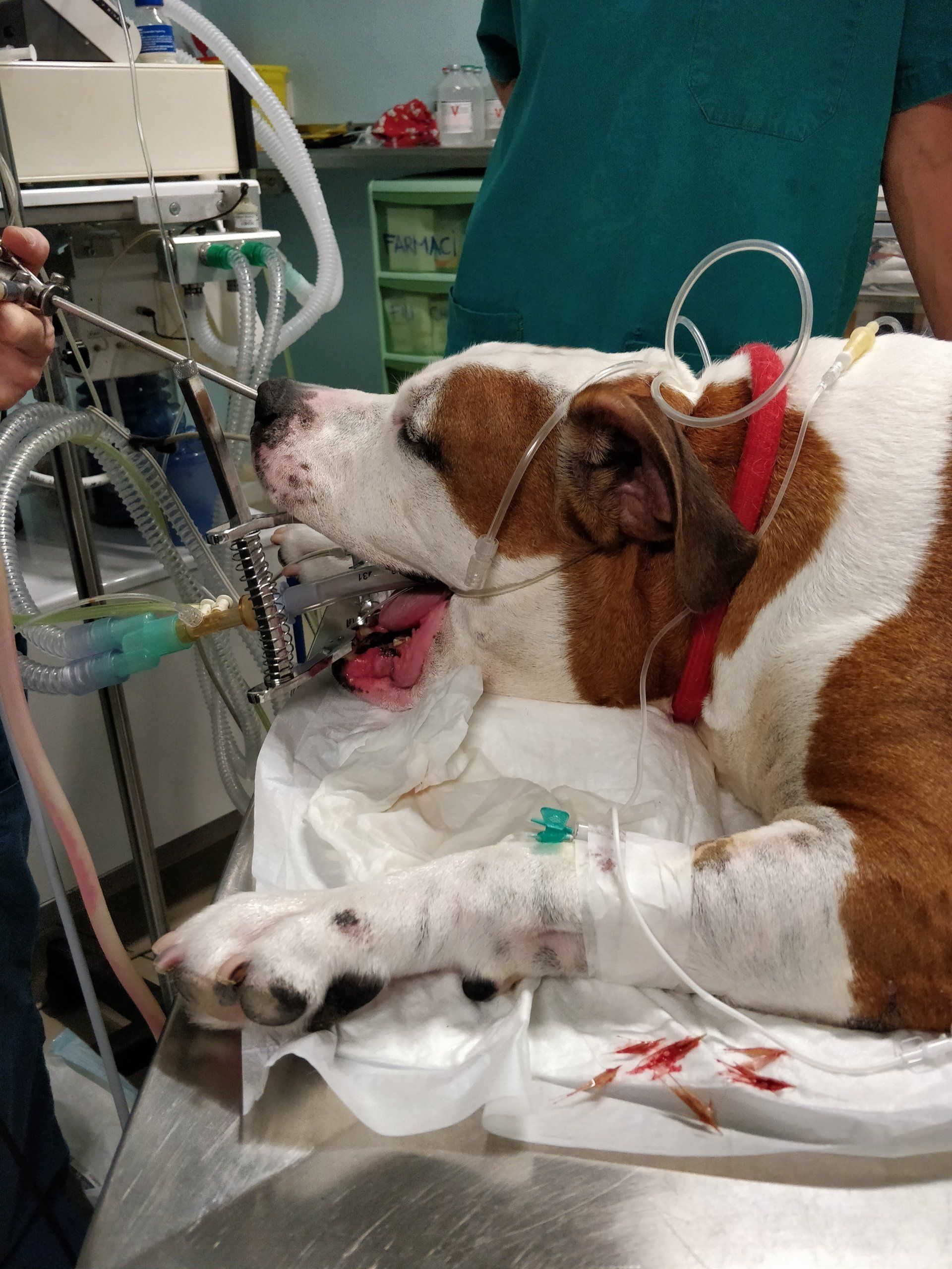 endoscopia veterinaria