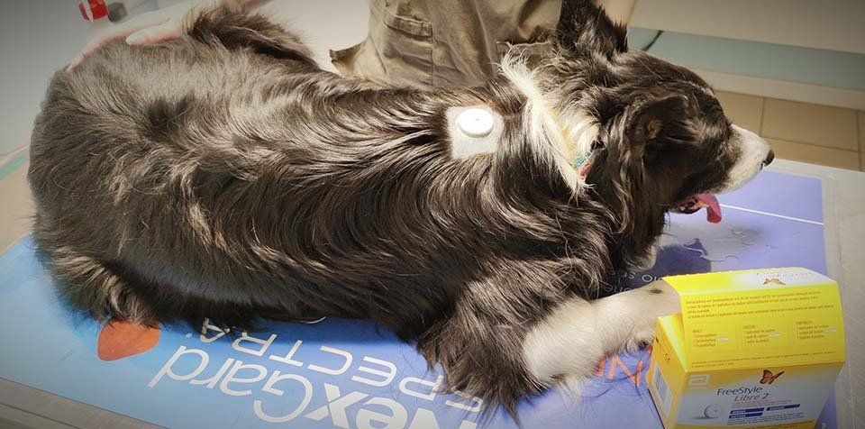 Medicina Preventiva e Medicina Interna