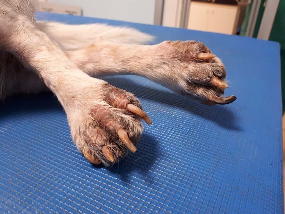 Problemi dermatologici alle zampe