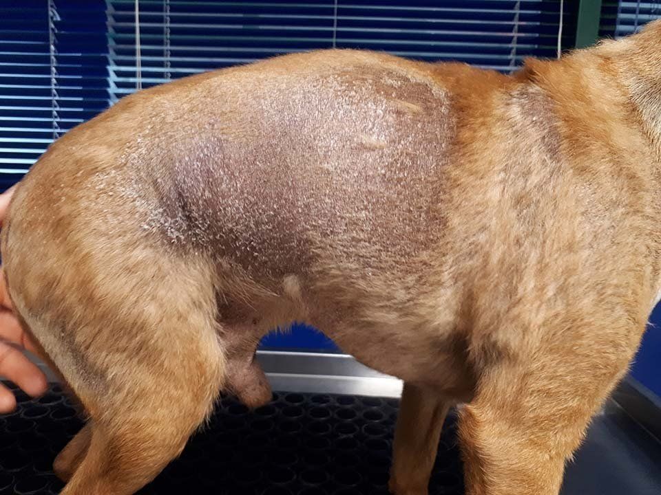 Problemi dermatologici al pelo