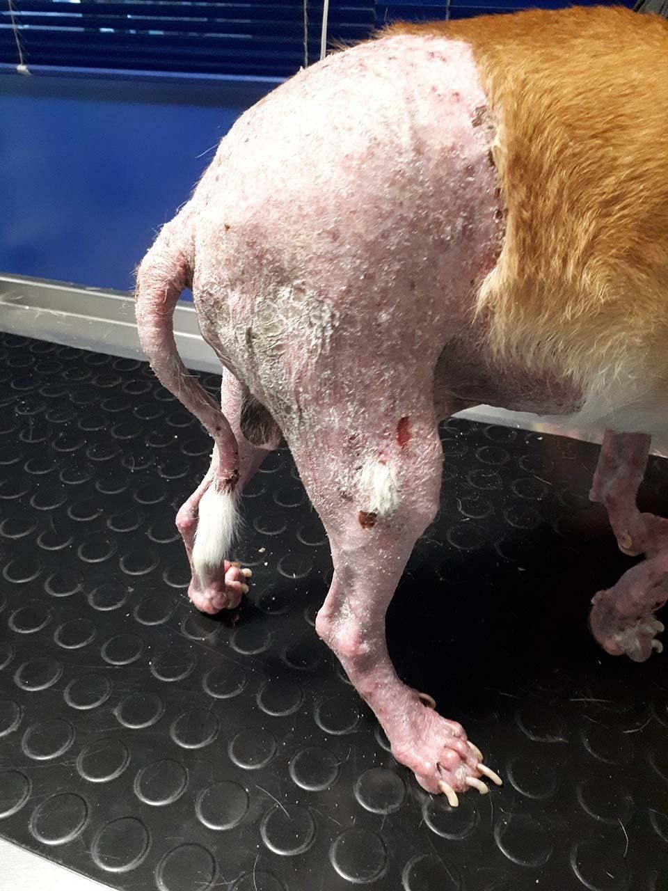 Problemi dermatologici cani