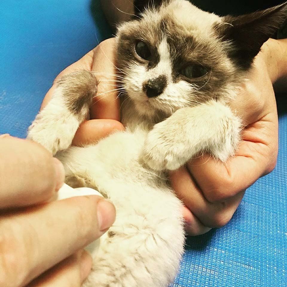 Diagnostica per immagini gatto