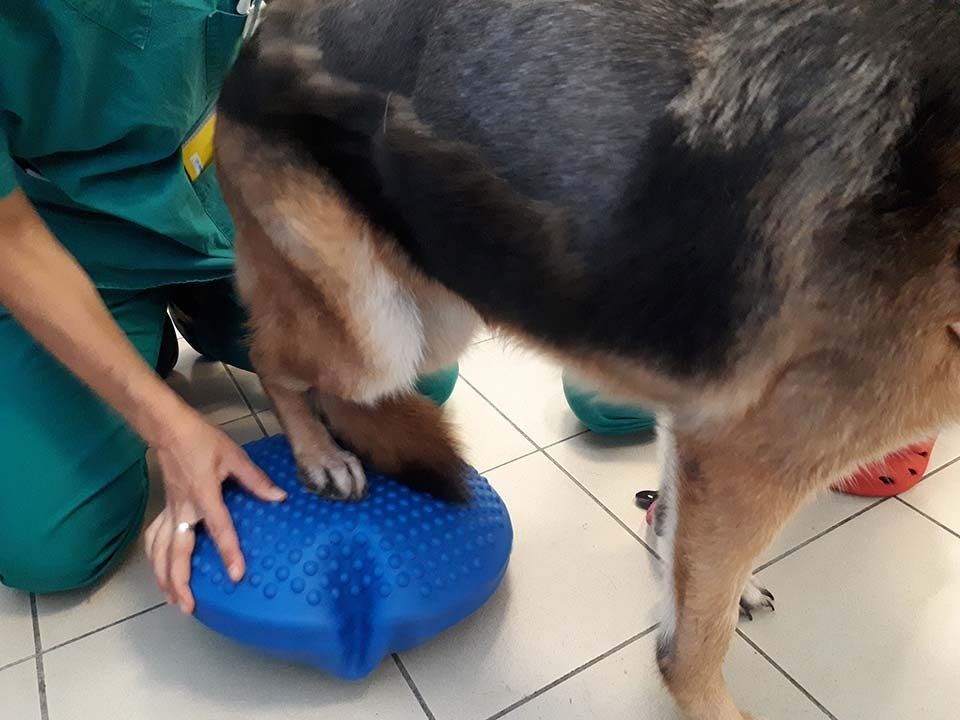 Fisioterapia cane