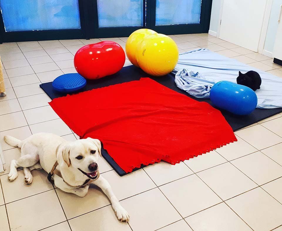 Fisioterapia labrador