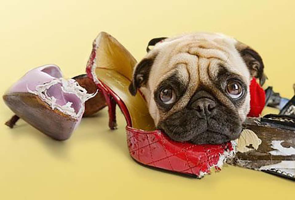 Terapia comportamentale cane