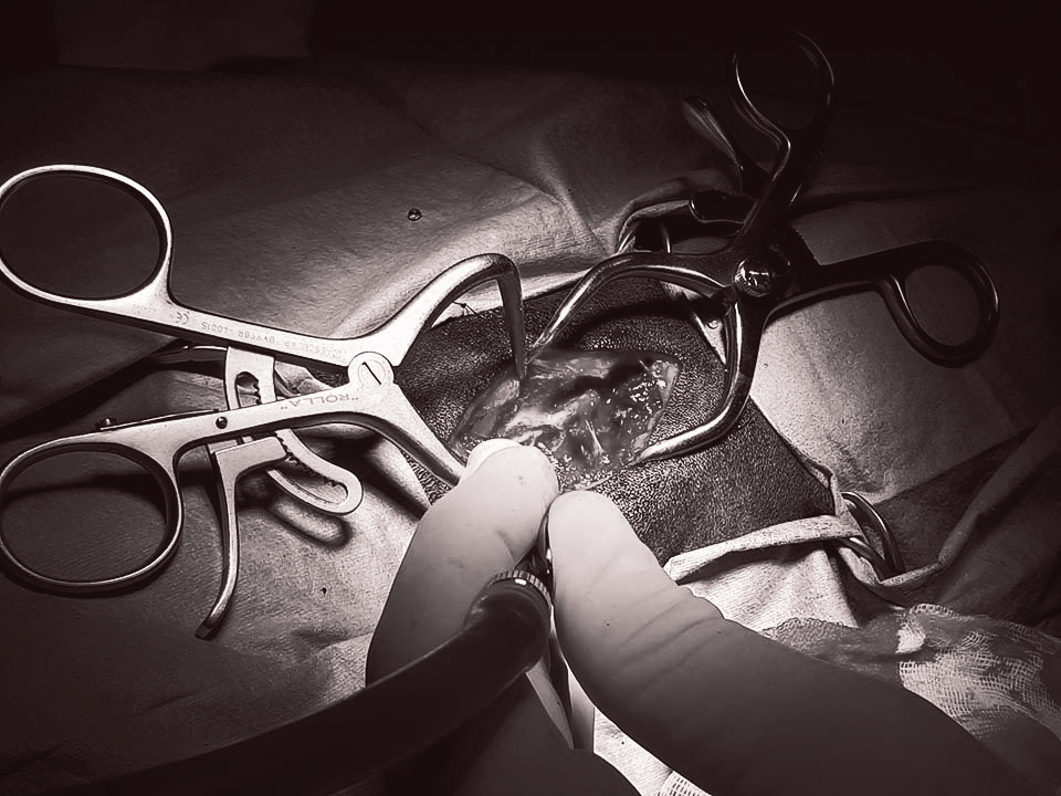 Operazione veterinaria