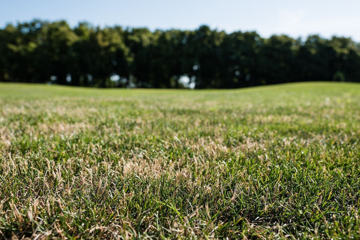 Is Your Mid-MO Lawn Drying Out From Heat Stress? Call Boulder Creek for Help