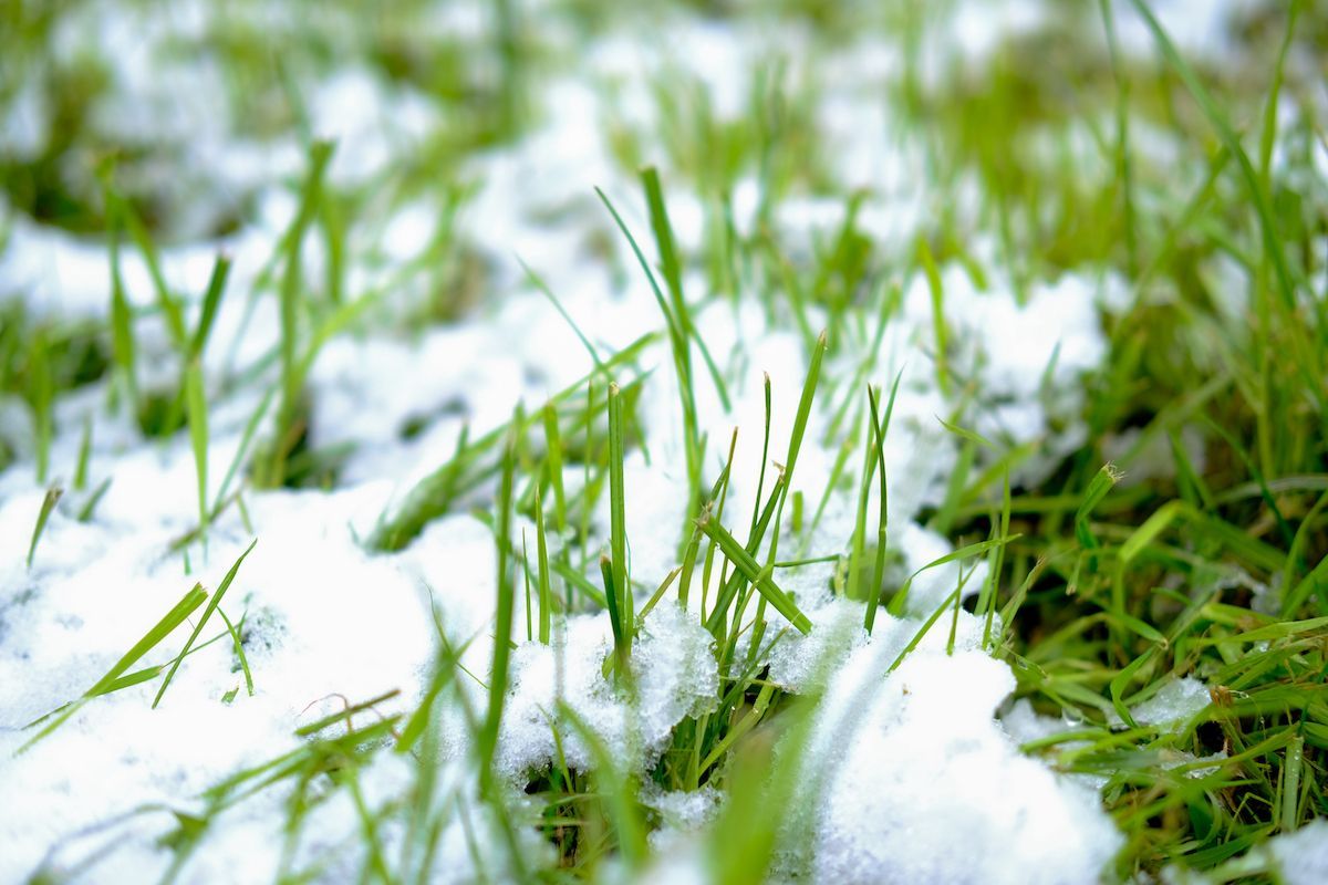 Is Your Mid-Missouri Lawn Diseased With Snow Mold? Call Boulder Creek Lawn & Landscape for Help.