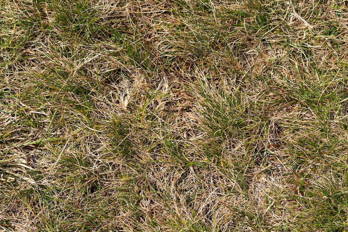Is Your Mid-Missouri Lawn Dry or Dead? Call Boulder Creek Lawn & Landscape for Help.