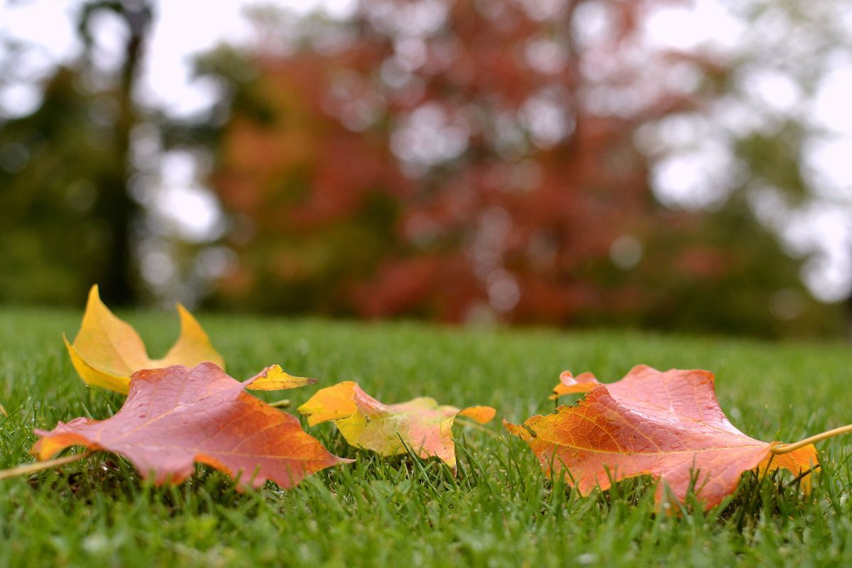 Boulder Creek Lawn & Landscape Has Your Fall Lawn Fertilization Needs Covered in Jefferson City, MO.