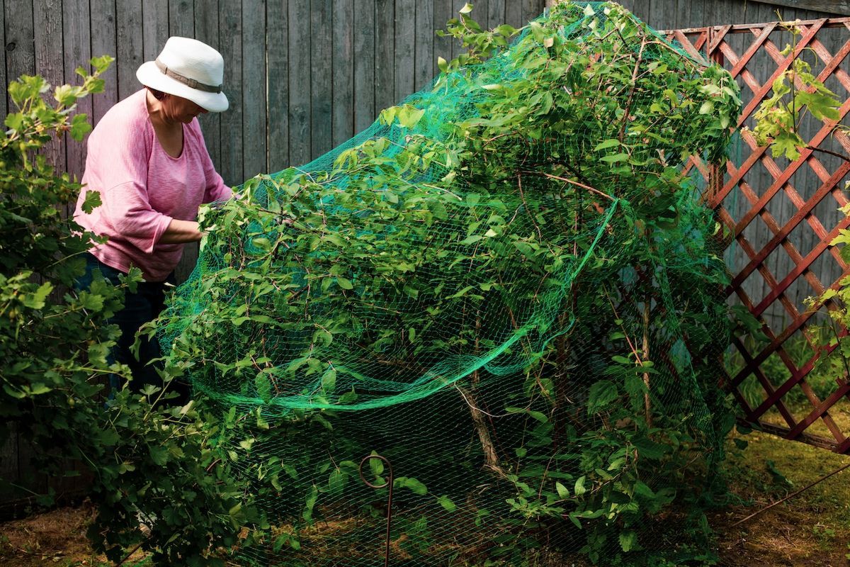 Cover Your Mid-Missouri Lawn’s Trees & Bushes With Nets to Keep the Cicadas Away.